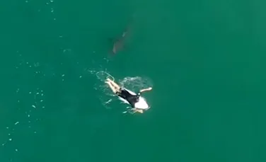 O dronă a filmat cum un surfer profesionist a scăpat în ultima clipă de un mare rechin alb