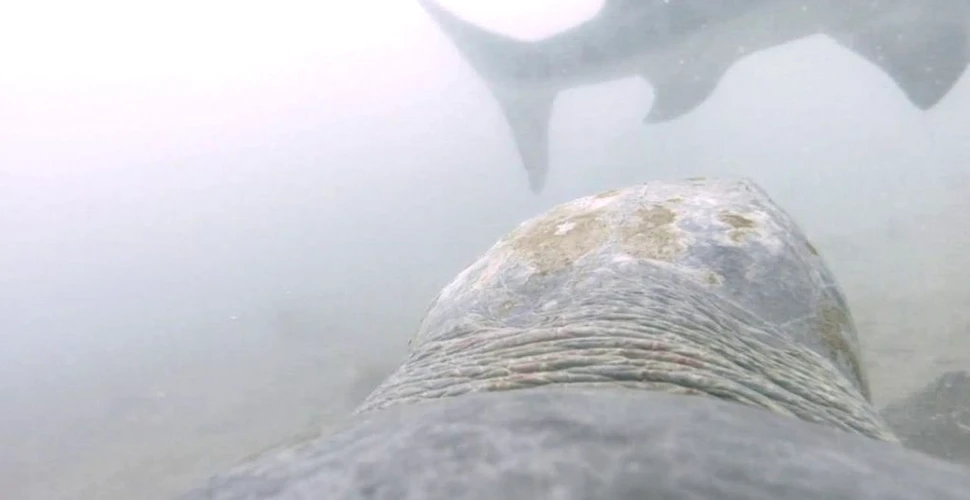 Imagini în premieră arată cum face față o broască țestoasă la atacul unui rechin
