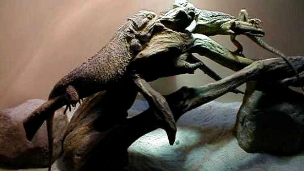 „Reptile Vii”- o noua expozitie a Muzeului „Grigore Antipa”