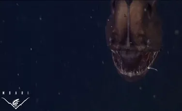 Creatură ciudată filmată pentru prima dată. Ce au înregistrat camerele la mare adâncime? (VIDEO)