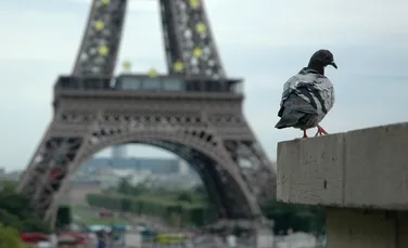 Porumbeii din Paris sunt mutilaţi din cauza frizerilor