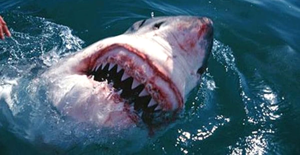 Disectia filmata a unui specimen de rechin alb este prezentata pe Internet