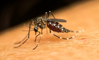 Cum salvează milioane de oameni cea mai mare fabrică de țânțari din lume?