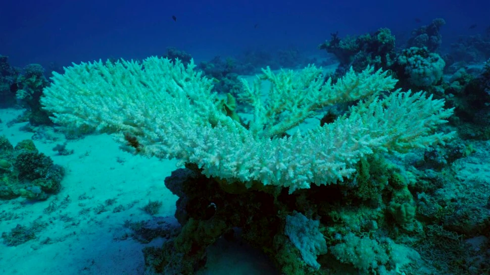 Al patrulea eveniment global de albire a coralilor din ultimii 30 de ani