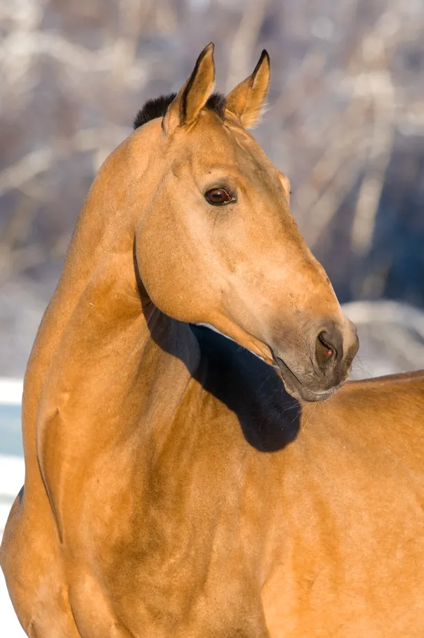 Armăsar Akhal Teke în culoarea originală a cailor Nisaeani