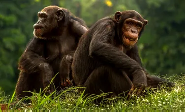 Conform unui nou studiu, primatele mai ”arătoase” au şi testicule mai mici