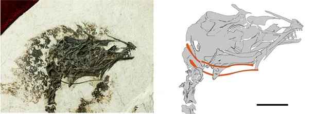 fosila unei păsări