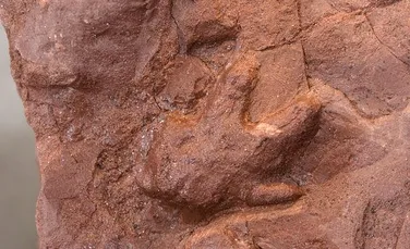A fost descoperit cel mai vechi cuib de dinozauri