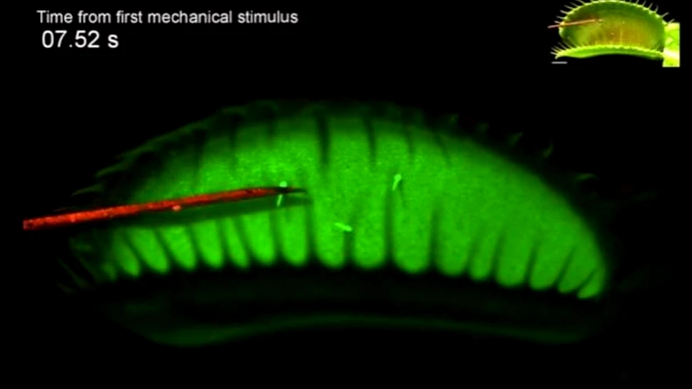Un experiment confirmă o teorie veche de 30 de ani. Cum poate o plantă să-și amintească o atingere