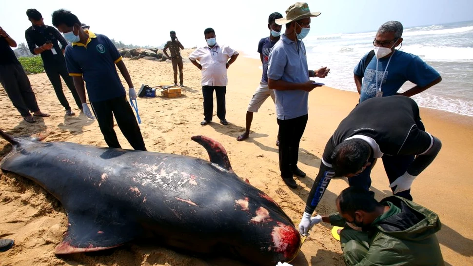 Peste o sută de balene, în pericol după ce au naufragiat pe coasta de vest din Sri Lanka