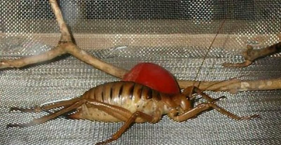 Uriasa Weta – cea mai grea insecta de pe pamant (FOTO)