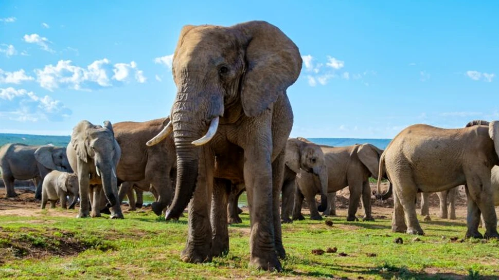 De ce amenință Botswana că va trimite 20.000 de elefanți în Germania?