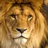 Un super-prădător din Africa stârnește mai multă frică decât „regele junglei”