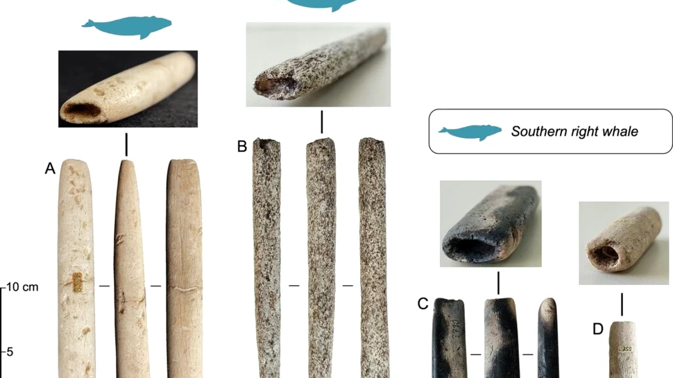 Cel mai vechi harpon arată că oamenii vânau balene de acum 5.000 de ani