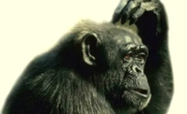 A fost descoperita “veriga lipsa” dintre om si maimuta