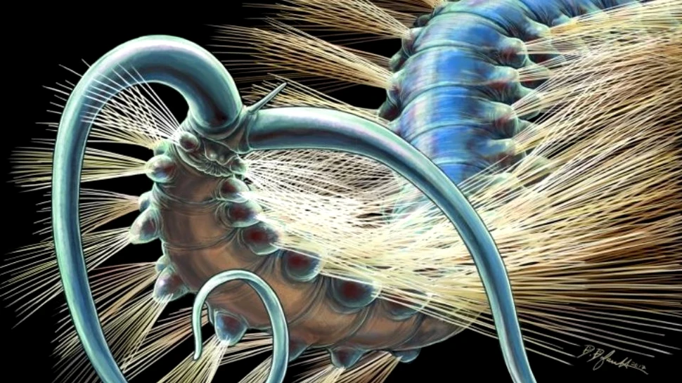 FOTO. O fosilă bizară a unui vierme, veche de peste 500 de milioane de ani, i-a uimit pe cercetători prin particularităţile sale şi poate oferi indicii cruciale cu privire la istoria evoluţiei vieţii