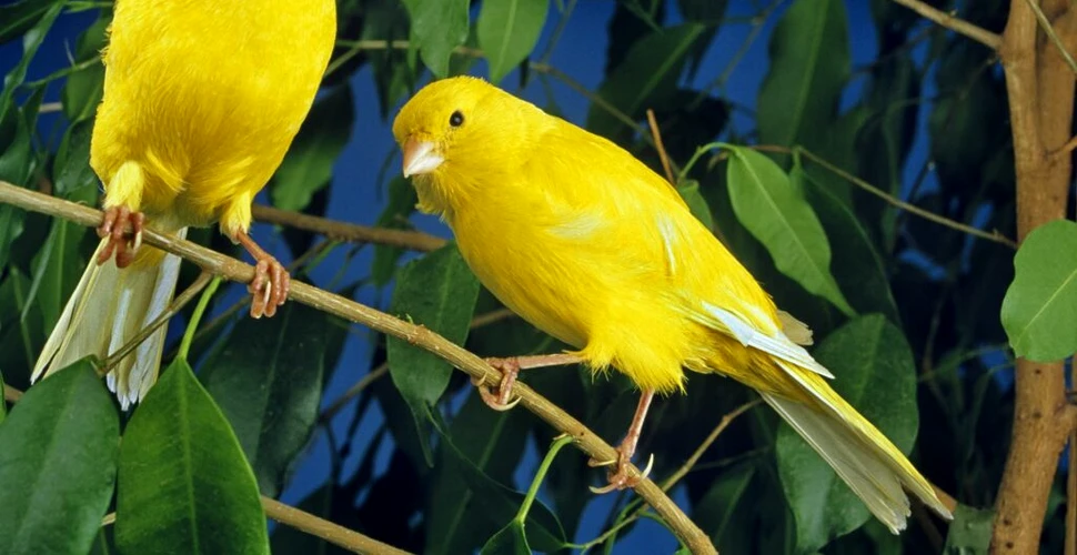 O explozie misterioasă de culoare la animale a durat 100 de milioane de ani