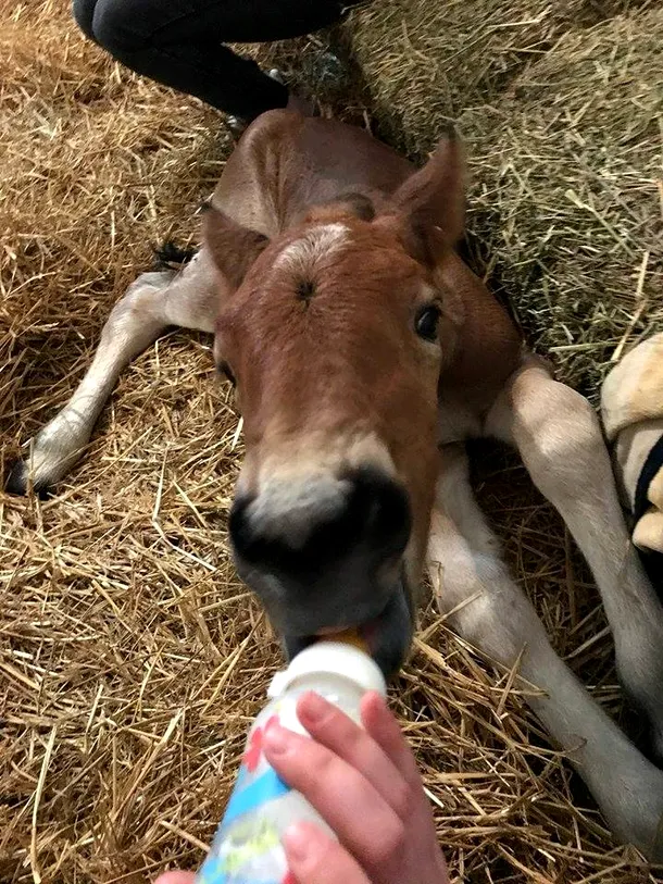 Cai şi ponei bolnavi, trataţi în singurul ”spital de cai” din Transilvania
