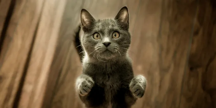 Ai o pisică psihopată? Cercetătorii au realizat un chestionar pentru a afla răspunsul