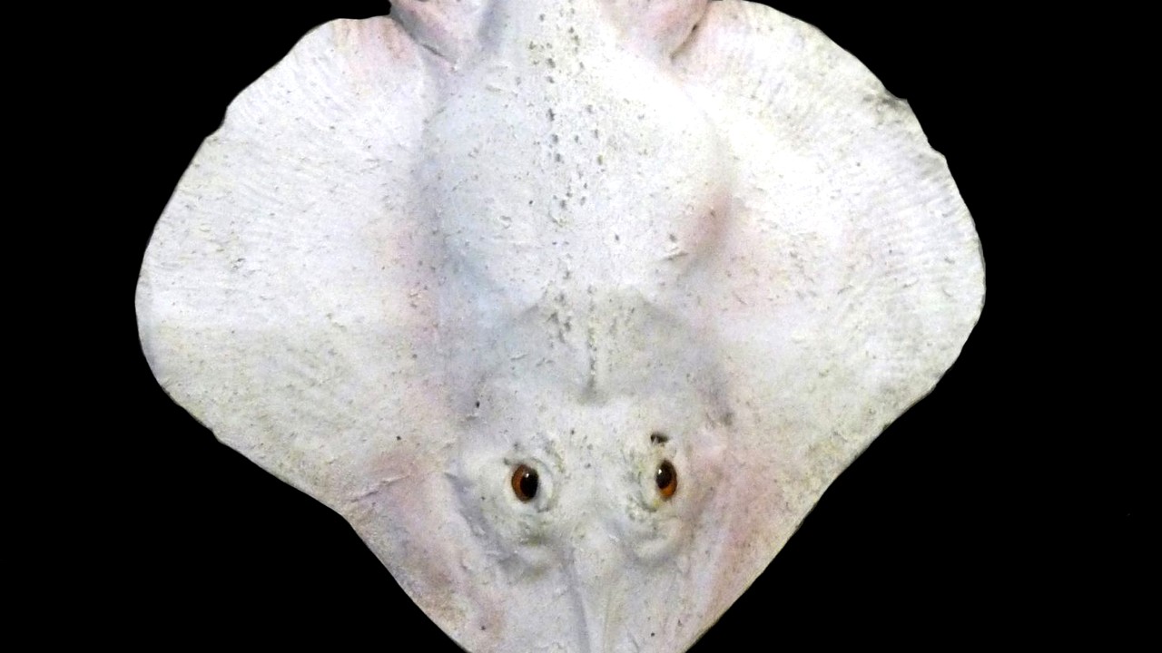 Hovawart