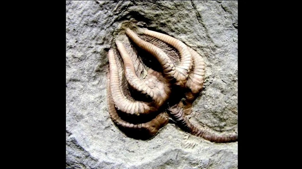 1-crin-mare 