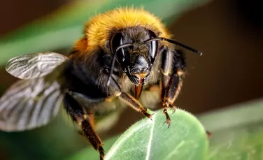 Oamenii de știință au învățat albinele „să citească” codul Morse