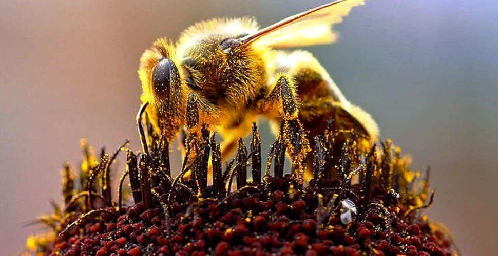 Veninul de albine – cel mai sensibil detector de explozibili