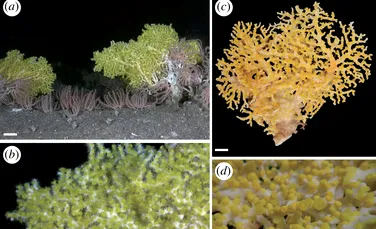 Un coral verde strălucitor este primul caz raportat de bioluminescență într-o peșteră din adâncurile mării