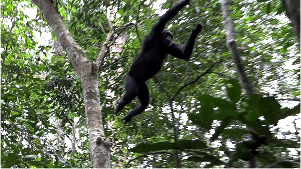 De ce adolescenții au comportamente riscante? Cimpanzeii ar putea avea răspunsul