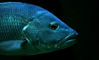LED-urile viitorului ar putea fi făcute din solzi de pește