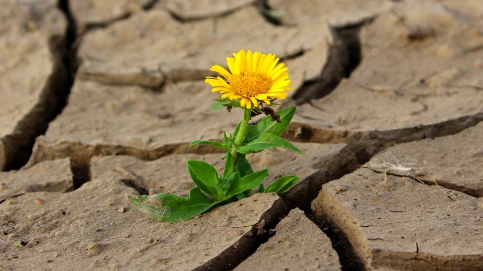 Criza climatică este o moștenire a colonialismului, susțin activiștii de la Greenpeace