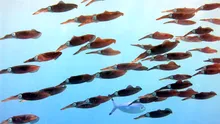 Oceanele Pământului au atins temperaturi record în luna august