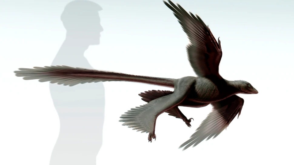 Dinozaurul cu patru „aripi” găsit recent în China este cel mai mare descoperit vreodată