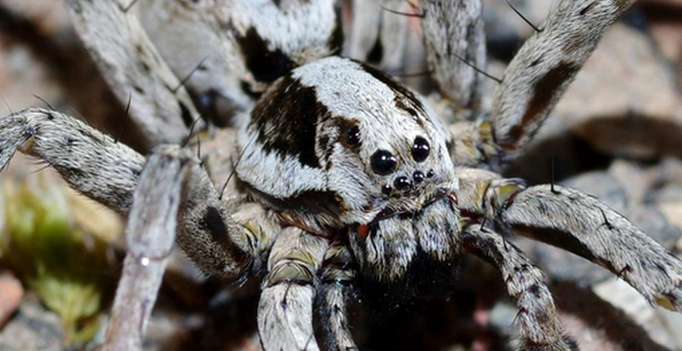 O specie „superbă” de păianjen, considerată dispărută, a fost redescoperită la o bază militară din Marea Britanie