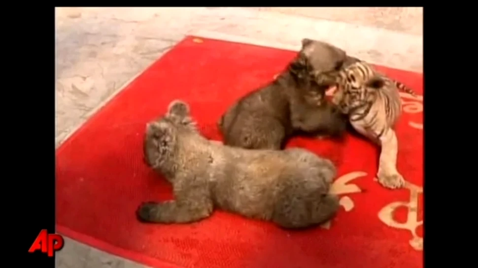 Puii de urs şi-au găsit partener de joacă: un pui de tigru! (VIDEO)