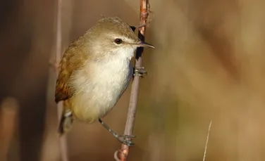 De ce păsările de munte cântă dimineața și de ce uneori sunt tăcute?