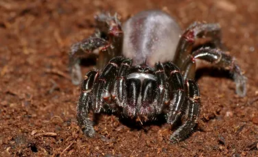A murit cel mai bătrân păianjen din lume