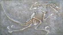 O nouă fosilă dezvăluie complexitatea evoluției timpurii a păsărilor