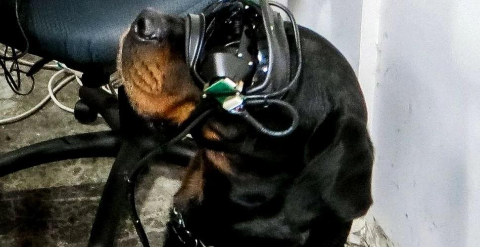 Armata Statelor Unite a dezvoltat ochelari cu realitate augmentată pentru câini