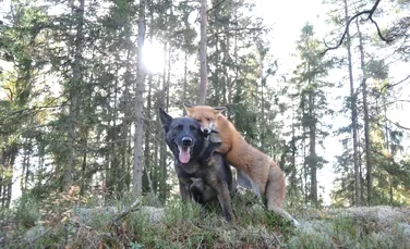 Vulpea şi câinele: prietenia care vă va topi inimile (GALERIE FOTO)