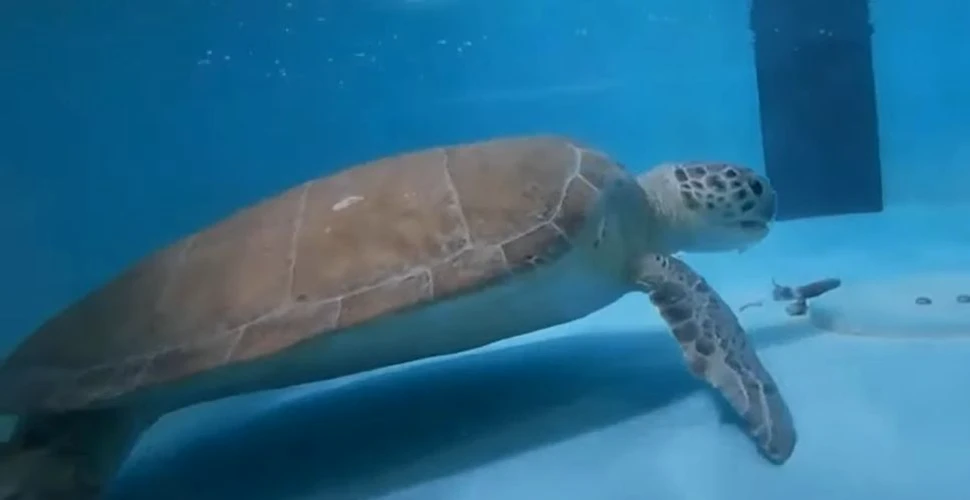 Prima proteză pentru o broască ţestoasă este testată în Thailanda