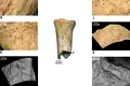 Premieră în România: Au fost descoperite primele dovezi ale utilizării uneltelor din os de către neandertalieni