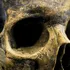 Craniul misterios al unei femei, vechi de 6.200 de ani, îi uimește pe arheologi