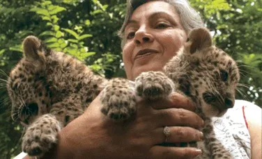 Doi pui dintr-o specie rara de leopard s-au nascut la Paris