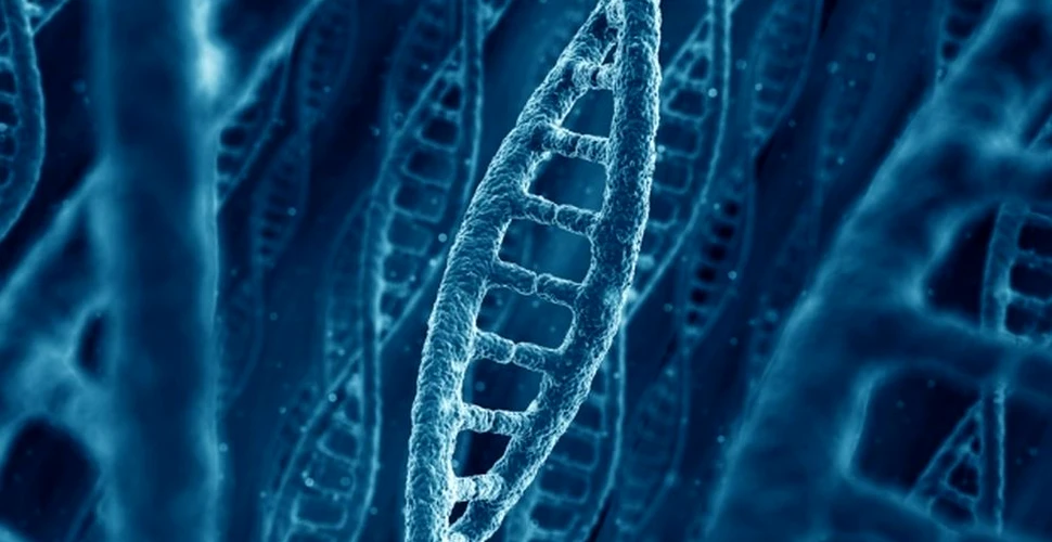 Geneticienii olandezi au aflat motivul pentru care celulele umane pot avea funcţii diferite, deşi au iniţial o structură genetică identică