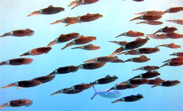 Oceanele Pământului au atins temperaturi record în luna august