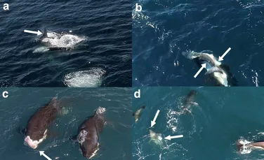 Orcile au început să vâneze rechini albi într-un mod ingenios