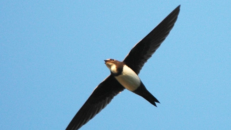 Abilitatea INREDIBILĂ a drepnelelor. Un nou record pentru cel mai lung zbor neîntrerupt