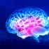 Oamenii de știință au inversat anxietatea prin repararea unui mic circuit cerebral