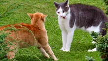 Cum poți să-ți dai seama dacă pisica ta este agresivă sau doar jucăușă?